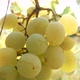 Ripe Bunches of White Grapes in the Sun - VideoHive Item for Sale