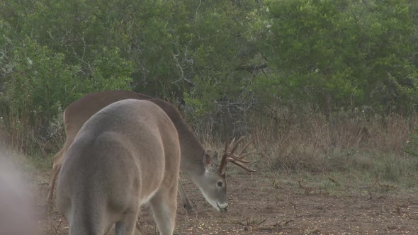 whitetail deer in texas