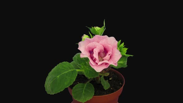 Time-lapse of blooming pink gloxinia flower