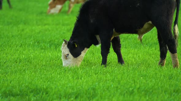 Cows in Field Grazing on Grass and Pasture in Australia on a Farming Ranch