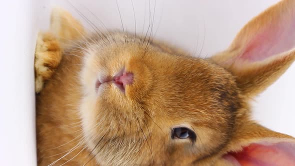 Small Fluffy Brown Rabbit with a Large Mustache Wiggles Its Nose Closeup on a Gray Background