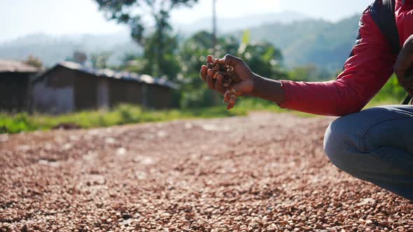 Dried natural cocoa beans falling from a black African hand.Cacao farm in Congo, Africa. Cinematic