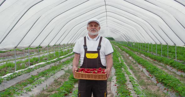 Farmer Holding Nice Basket with Ripe Red Strawberries