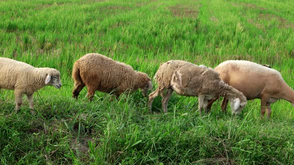 Flock of sheep goes home from the paddy field