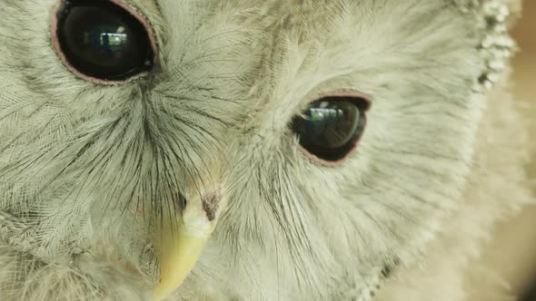 Stunning reveal EXTREME CLOSE UP, a Ural owl turning to camera