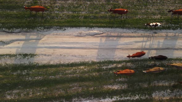 AERIAL Flying Over a Small Herd of Cattle Cows Walking Uniformly Down Farm Road on the Hill