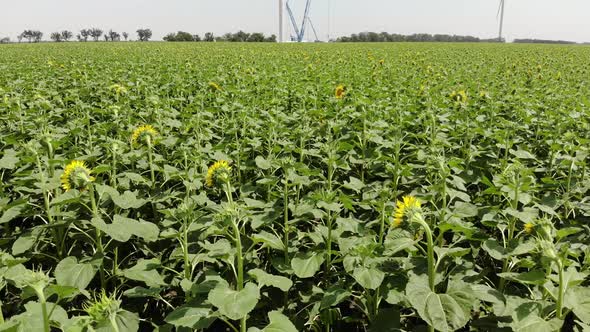 Installation of a Wind Generator Next to a Sunflower Field