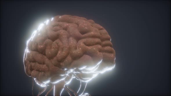 Animated Model of Human Brain alt