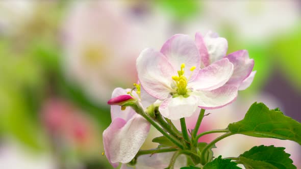 Apple Blossom Timelapse on Pink