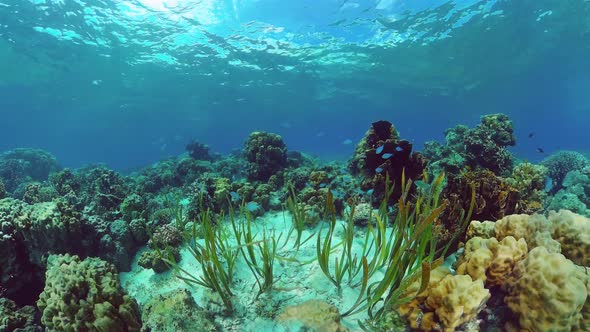 Coral Reef and Tropical Fish. Bohol, Philippines