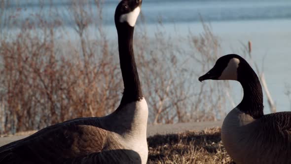 Canada Geese honking near a lake