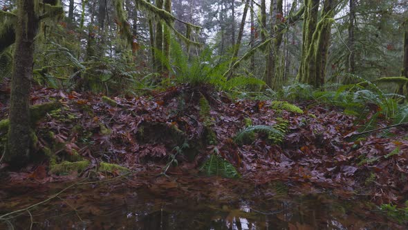 Rain Forest in British Columbia Canada