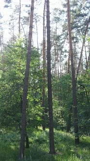 Vertical Video of a Forest with Trees