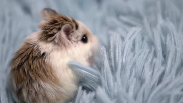 hamster exploring furry blanket slow