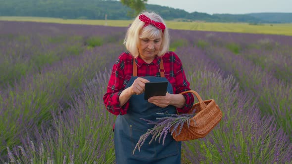 Senior Farmer Grandmother in Field Growing Lavender Holding Digital Tablet and Examining Harvest