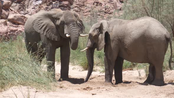 Two elephants drinking from a small waterhole 