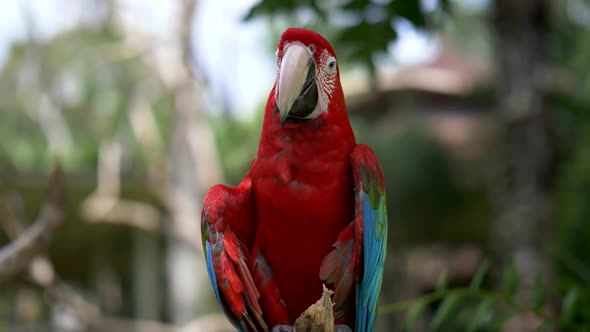 Scarlet Macaw Parrot Bird. Bali Bird Park, Indonesia. 