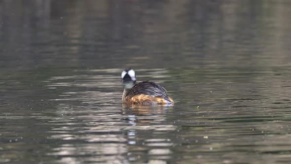 White-tufted grebe on wavy water shakes head and flaps wings, close-up