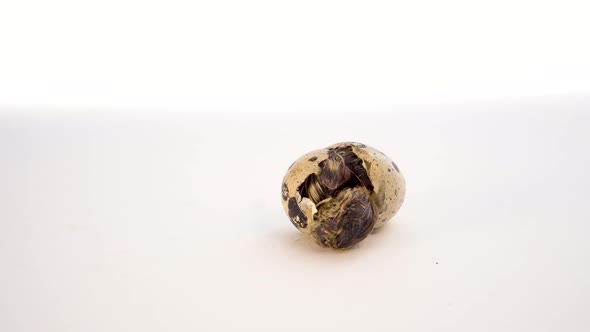 Newborn Quail Egg on White Background