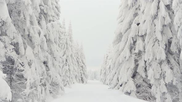 A Crosscountry Skiing Trail in a Snowcovered Forest Landscape in Winter