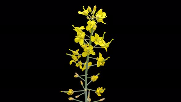 Time Lapse of Rapeseed Flowers on Black