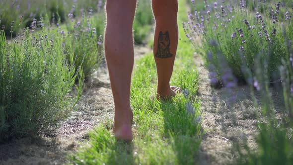 Back View Barefoot Male Tattooed Legs Walking in Slow Motion Along Rows of Lavender in Sunshine