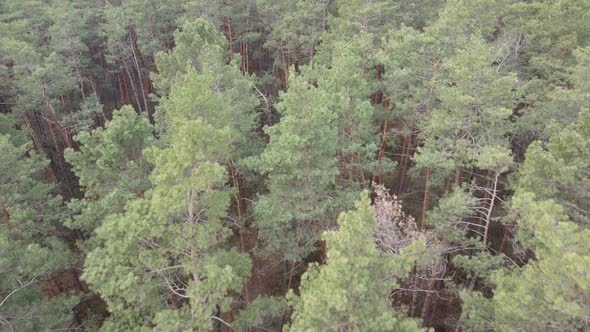 Trees in a Pine Forest During the Day Aerial View