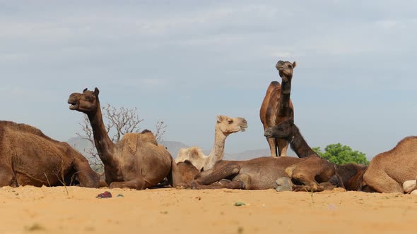 Camels at the Pushkar Fair, Also Called the Pushkar Camel Fair or Locally As Kartik Mela