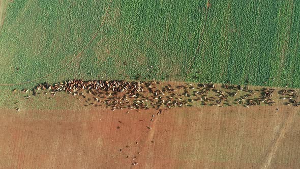 Aerial view of strip grazing by a herd of cattle with movable electrical fencing on a rural farm, So