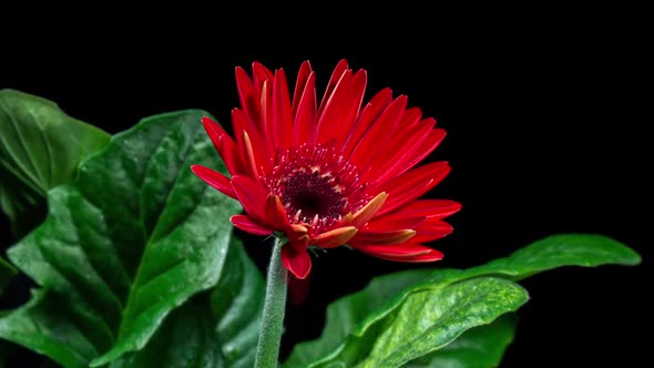 Red Gerbera Open Flower in Time Lapse on a Black Background
