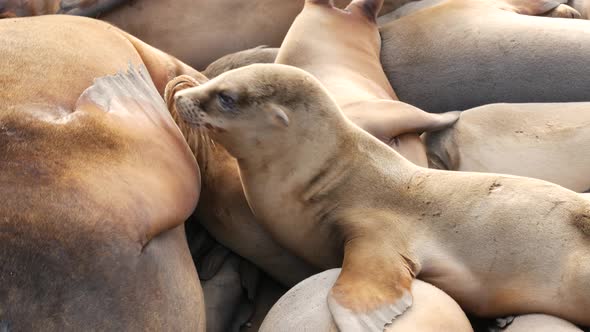 Sea Lions on the Rock in La Jolla. Playful Wild Eared Seals Crawling Near Pacific Ocean on Rock