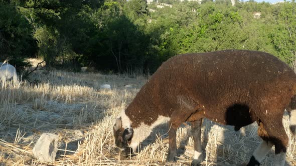 Ewe Sheep Grazing Field