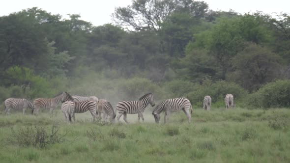 Zebras playing at Khama Rhino Sanctuary 