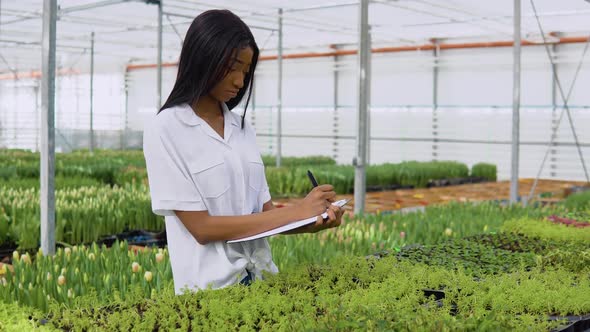 African American Young Girl in a White Shirt Examines the Condition of Plant Seedlings in a