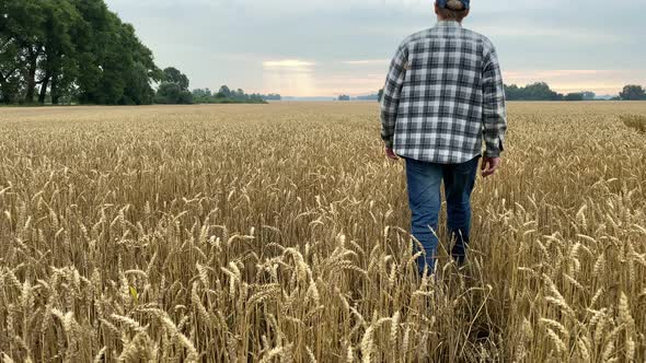 Rear View Male Farmer Walking Along Agricultural Grain Field at Dawn