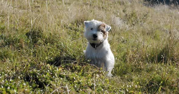 Happy Cute Friendly Jack Russell Terrier Pet Dog in the Grass and Smiling. Close Up V2