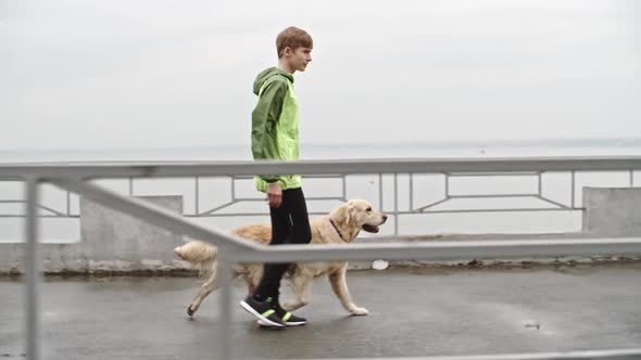 Owner Walking Labrador Dog in Wet Weather