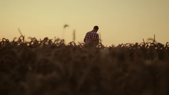 Man Agronomist Inspect Wheat Crop Rural Farmland