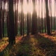 Atmospheric Sunny Forest with Magical - VideoHive Item for Sale