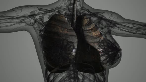 Science Anatomy Scan of Human Lungs