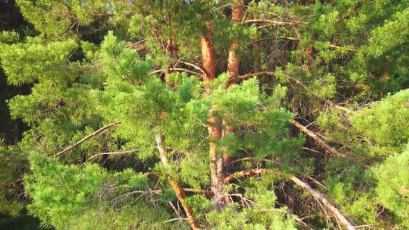 Aerial Shooting of a Coniferous Tree