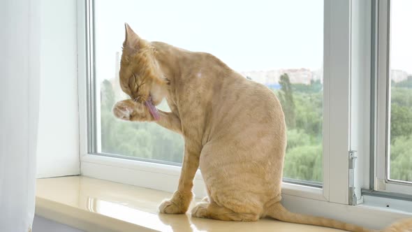 Trimmed Cat with Ginger Fur is Sitting on Windowsill After Grooming and Trimming During Summer