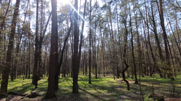 Walking Through the Forest with Pine Trees During the Day POV Slow Motion