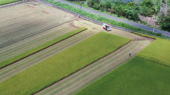 Aerial drone footage Cultivated rice paddy field, farmer harvesting the crops with multifunctional p