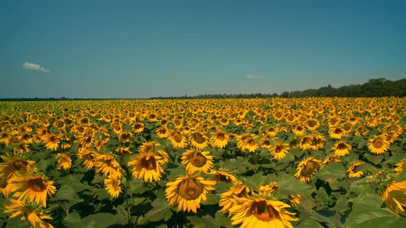 Amazing View of the Sunflower Field