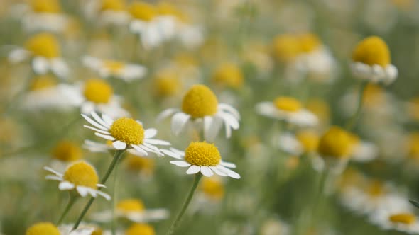 Fields of herbaceous plant  Matricaria recutita 4K 2160p 30fps UltraHD footage - Common Chamomile wh