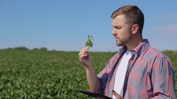 A Young Farmer Looks at a Soybean Sprout in His Field