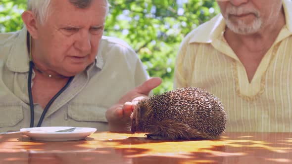Serious Senior Citizen Talks To Hedgehog Sitting at Table