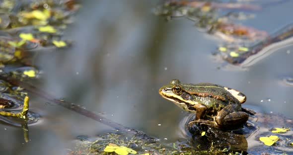 green marsh frog on pond, European wildlife
