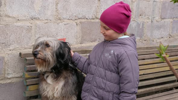 Child combing big black white fluffy dog. Care long wool thick-coated pet. Canine comb. Love support